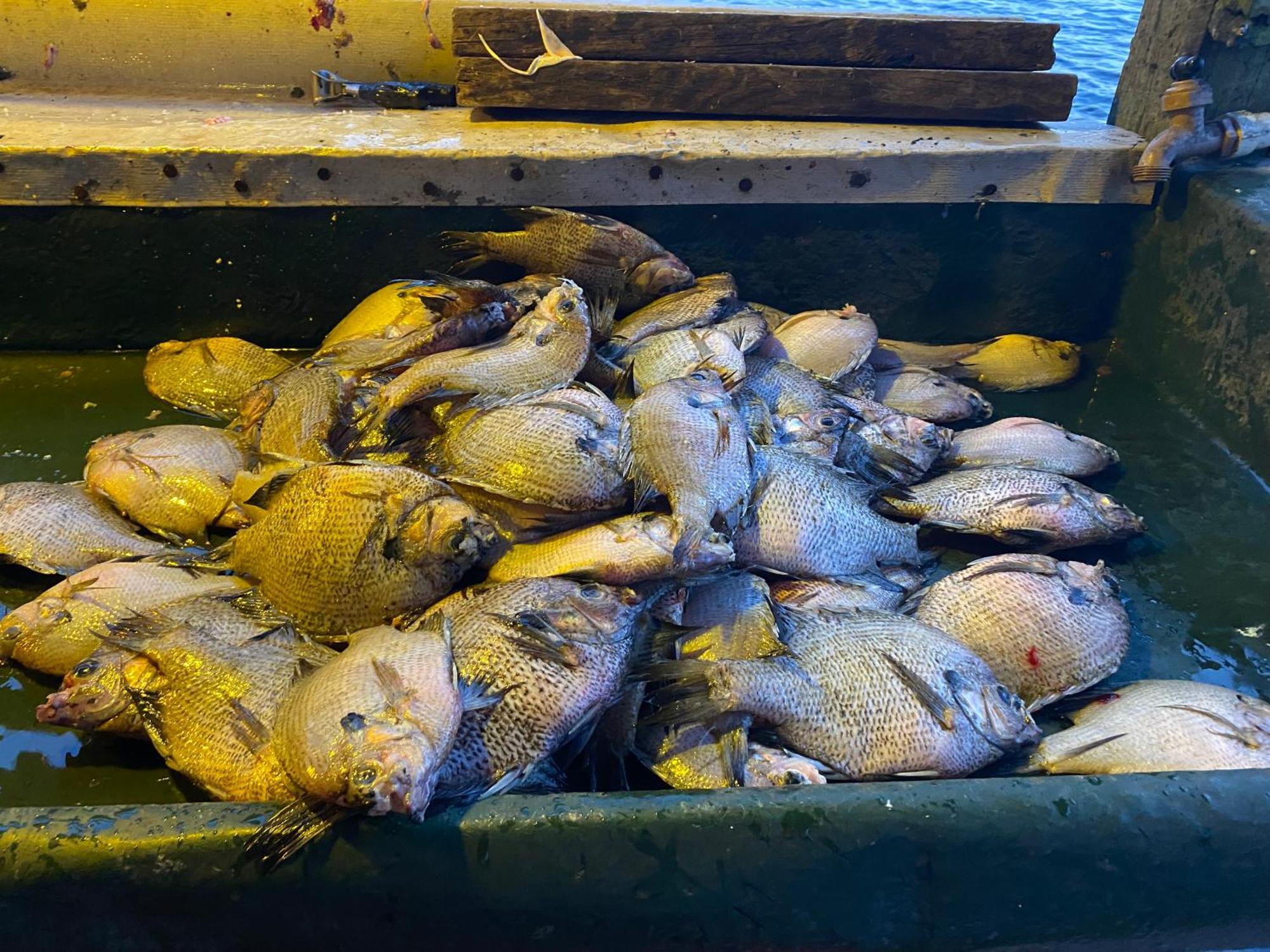 Stegbone'S Fish Camp And Resort Satsuma Εξωτερικό φωτογραφία